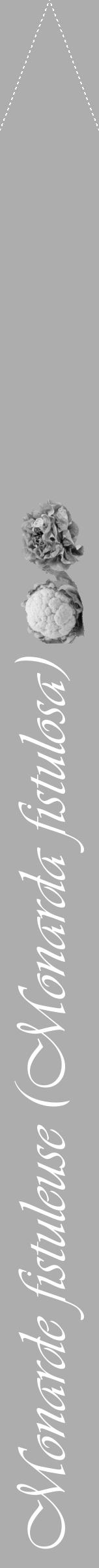 Étiquette de : Monarda fistulosa - format b - style blanche22viv avec comestibilité simplifiée - position verticale