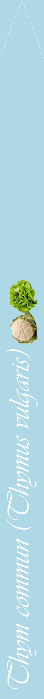 Étiquette de : Thymus vulgaris - format b - style blanche0viv avec comestibilité simplifiée