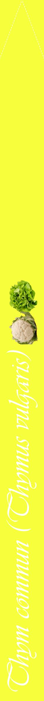 Étiquette de : Thymus vulgaris - format b - style blanche18viv avec comestibilité simplifiée