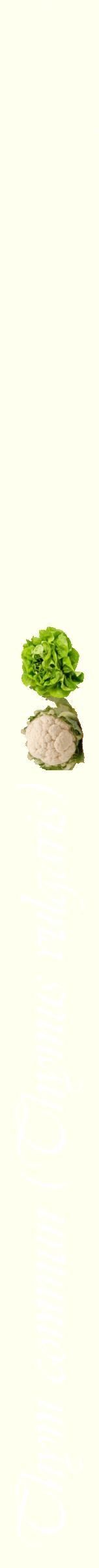 Étiquette de : Thymus vulgaris - format b - style blanche19viv avec comestibilité simplifiée