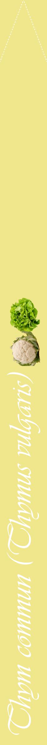 Étiquette de : Thymus vulgaris - format b - style blanche20viv avec comestibilité simplifiée