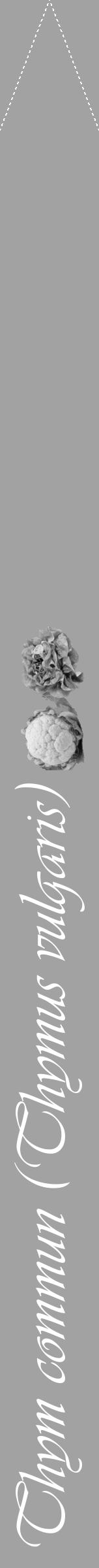Étiquette de : Thymus vulgaris - format b - style blanche38viv avec comestibilité simplifiée - position verticale