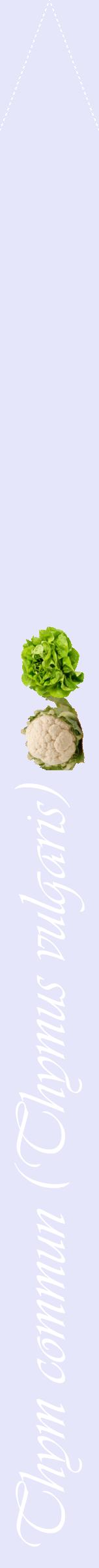 Étiquette de : Thymus vulgaris - format b - style blanche55viv avec comestibilité simplifiée