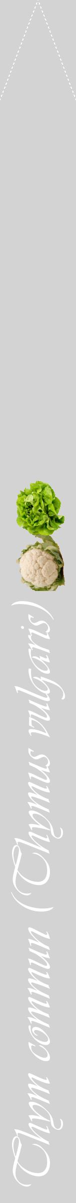 Étiquette de : Thymus vulgaris - format b - style blanche56viv avec comestibilité simplifiée