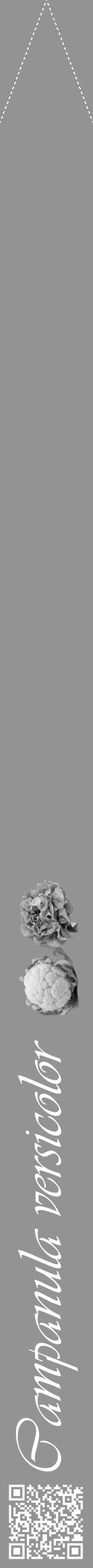 Étiquette de : Campanula versicolor - format b - style blanche44viv avec qrcode et comestibilité simplifiée - position verticale