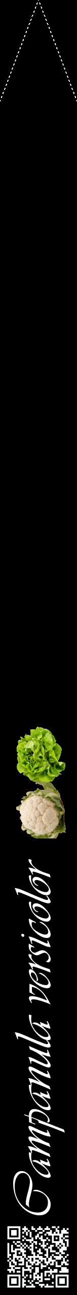 Étiquette de : Campanula versicolor - format b - style blanche59viv avec qrcode et comestibilité simplifiée