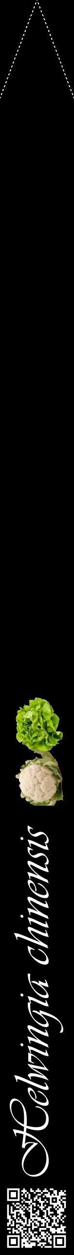 Étiquette de : Helwingia chinensis - format b - style blanche59viv avec qrcode et comestibilité simplifiée