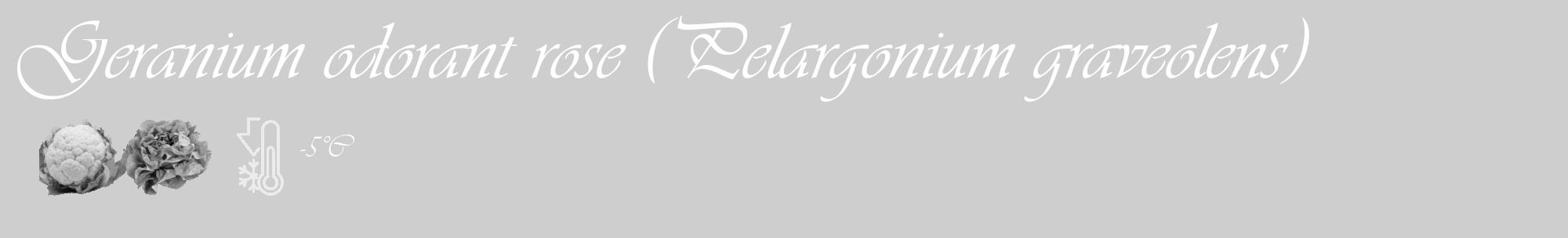Étiquette de : Pelargonium graveolens - format c - style blanche17_basique_basiqueviv avec comestibilité simplifiée