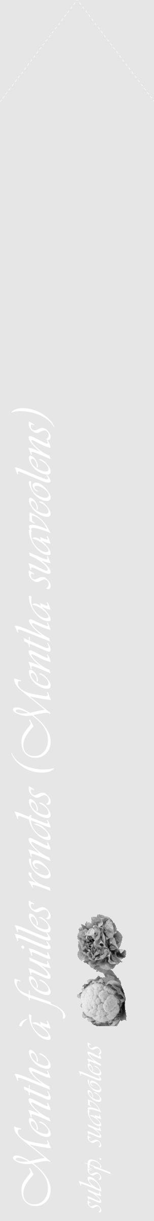Étiquette de : Mentha suaveolens subsp. suaveolens - format c - style blanche18_simple_simpleviv avec comestibilité simplifiée - position verticale