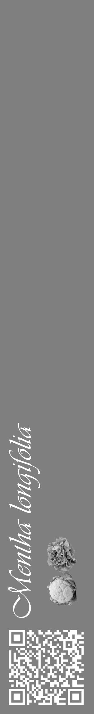 Étiquette de : Mentha longifolia - format c - style blanche57_basique_basiqueviv avec qrcode et comestibilité simplifiée - position verticale