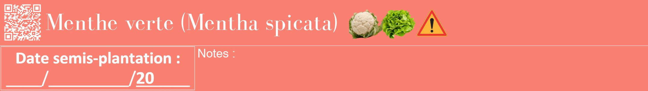Étiquette de : Mentha spicata - format a - style blanche38bod avec qrcode et comestibilité simplifiée
