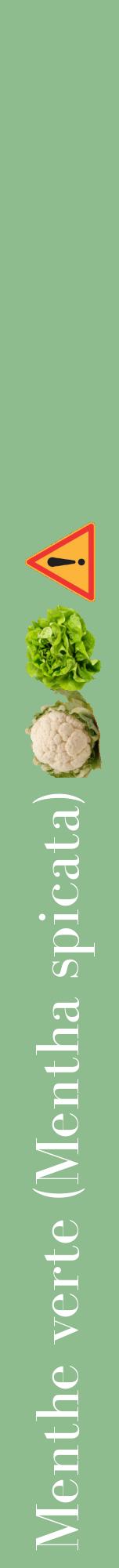 Étiquette de : Mentha spicata - format a - style blanche13bod avec comestibilité simplifiée