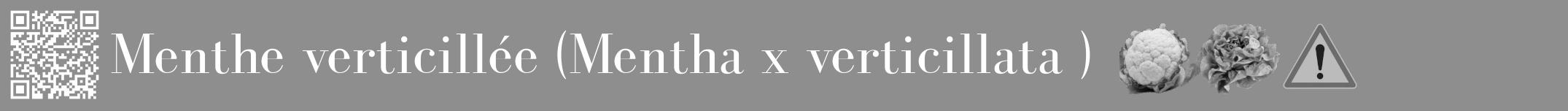 Étiquette de : Mentha x verticillata  - format a - style blanche25bod avec qrcode et comestibilité simplifiée