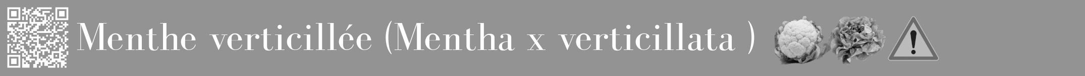 Étiquette de : Mentha x verticillata  - format a - style blanche44bod avec qrcode et comestibilité simplifiée