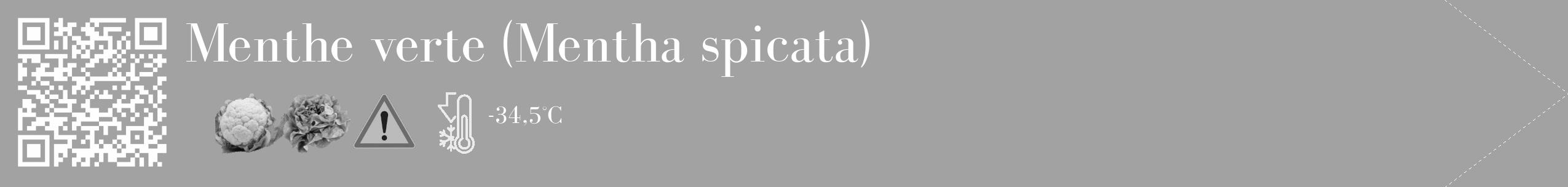 Étiquette de : Mentha spicata - format c - style blanche38_simple_simplebod avec qrcode et comestibilité simplifiée