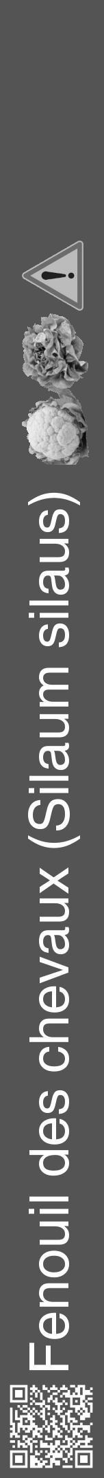 Étiquette de : Silaum silaus - format a - style blanche36hel avec qrcode et comestibilité simplifiée - position verticale