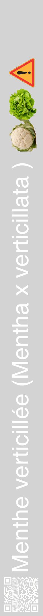 Étiquette de : Mentha x verticillata  - format a - style blanche56hel avec qrcode et comestibilité simplifiée