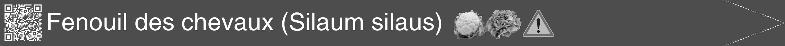 Étiquette de : Silaum silaus - format b - style blanche28hel avec qrcode et comestibilité simplifiée