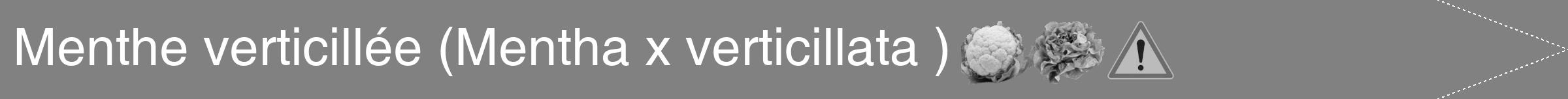 Étiquette de : Mentha x verticillata  - format b - style blanche50hel avec comestibilité simplifiée
