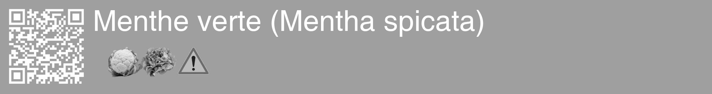 Étiquette de : Mentha spicata - format c - style blanche24_basique_basiquehel avec qrcode et comestibilité simplifiée
