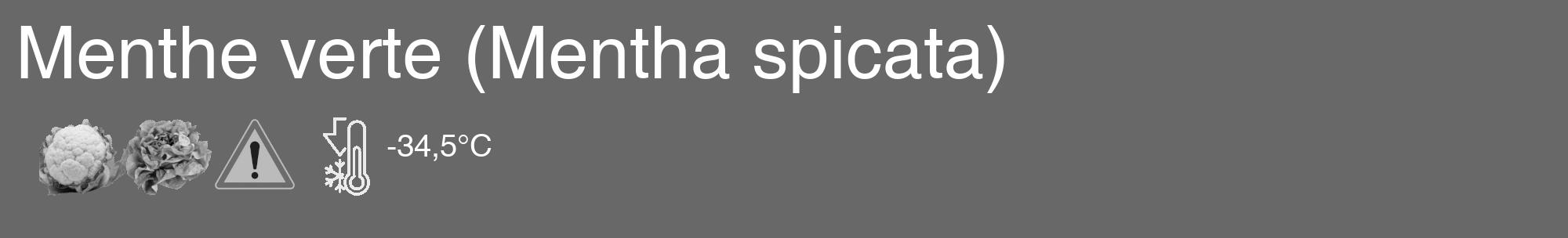 Étiquette de : Mentha spicata - format c - style blanche43_basique_basiquehel avec comestibilité simplifiée