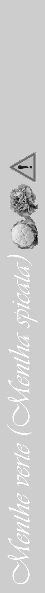 Étiquette de : Mentha spicata - format a - style blanche41viv avec comestibilité simplifiée - position verticale