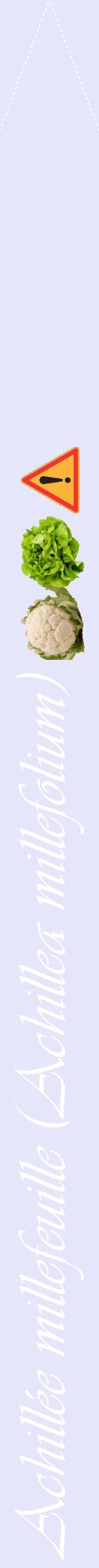 Étiquette de : Achillea millefolium - format b - style blanche55viv avec comestibilité simplifiée