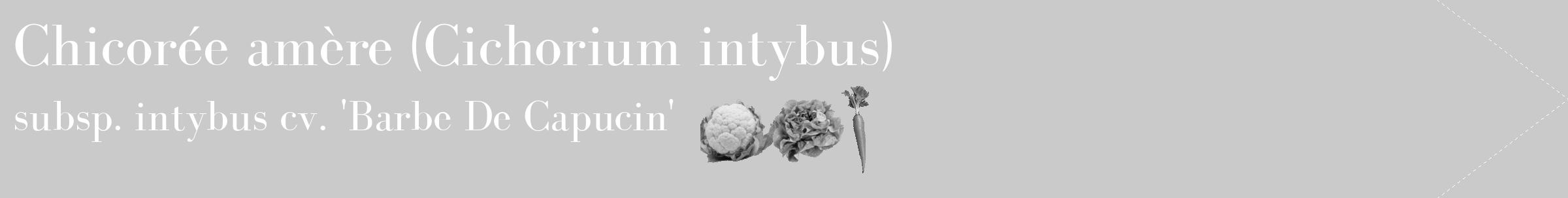 Étiquette de : Cichorium intybus subsp. intybus cv. 'Barbe De Capucin' - format c - style blanche21simple_simple_simplebod avec comestibilité simplifiée
