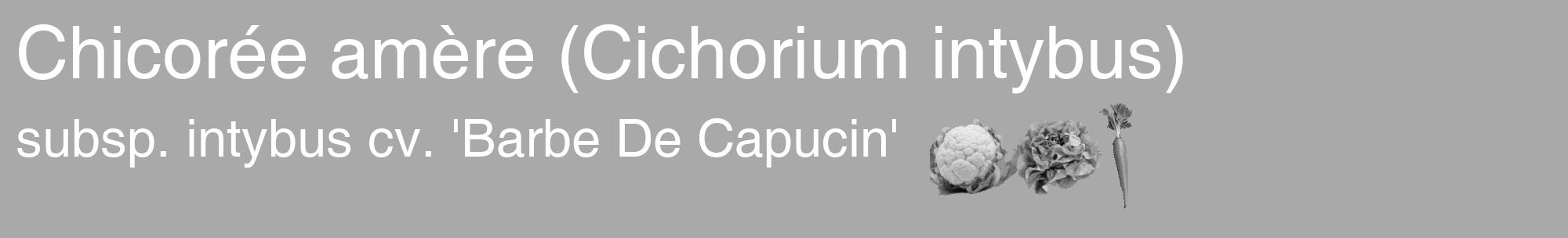 Étiquette de : Cichorium intybus subsp. intybus cv. 'Barbe De Capucin' - format c - style blanche13basique_basique_basiquehel avec comestibilité simplifiée