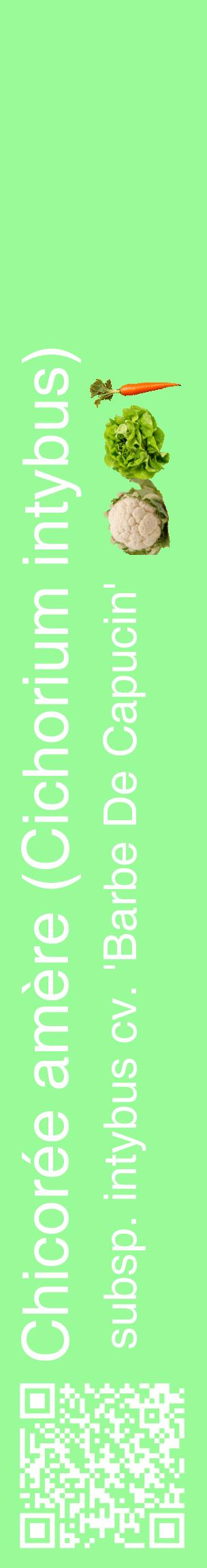 Étiquette de : Cichorium intybus subsp. intybus cv. 'Barbe De Capucin' - format c - style blanche14_basiquehel avec qrcode et comestibilité simplifiée