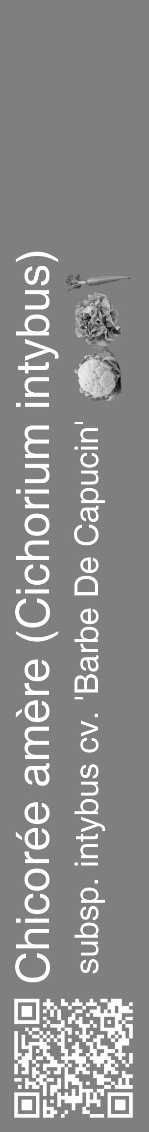 Étiquette de : Cichorium intybus subsp. intybus cv. 'Barbe De Capucin' - format c - style blanche57_basique_basiquehel avec qrcode et comestibilité simplifiée - position verticale