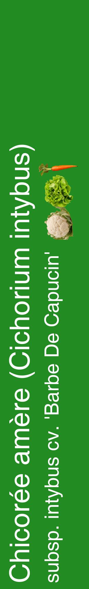 Étiquette de : Cichorium intybus subsp. intybus cv. 'Barbe De Capucin' - format c - style blanche10_basiquehel avec comestibilité simplifiée