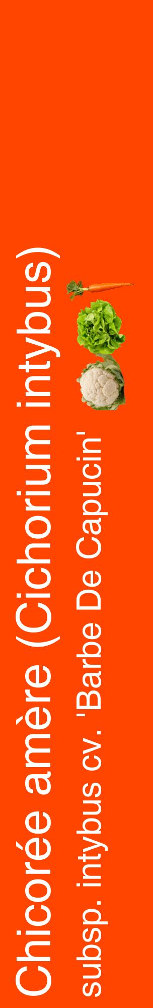 Étiquette de : Cichorium intybus subsp. intybus cv. 'Barbe De Capucin' - format c - style blanche26_basiquehel avec comestibilité simplifiée