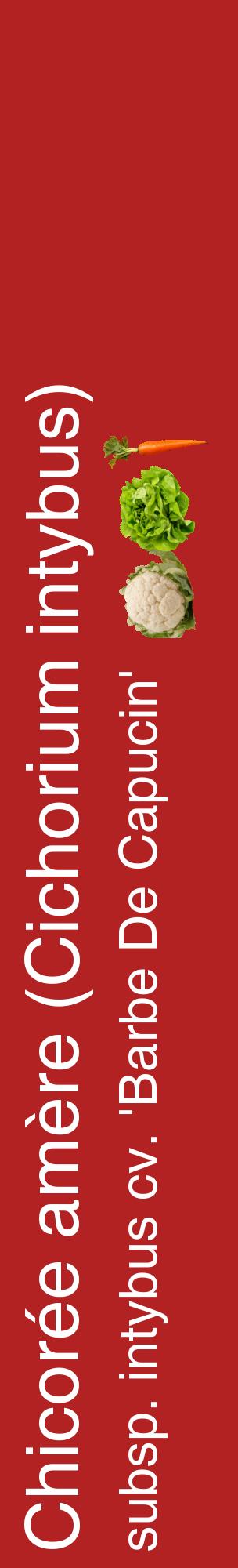 Étiquette de : Cichorium intybus subsp. intybus cv. 'Barbe De Capucin' - format c - style blanche28_basiquehel avec comestibilité simplifiée