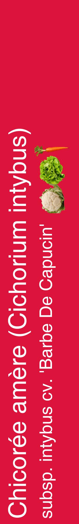 Étiquette de : Cichorium intybus subsp. intybus cv. 'Barbe De Capucin' - format c - style blanche36_basiquehel avec comestibilité simplifiée