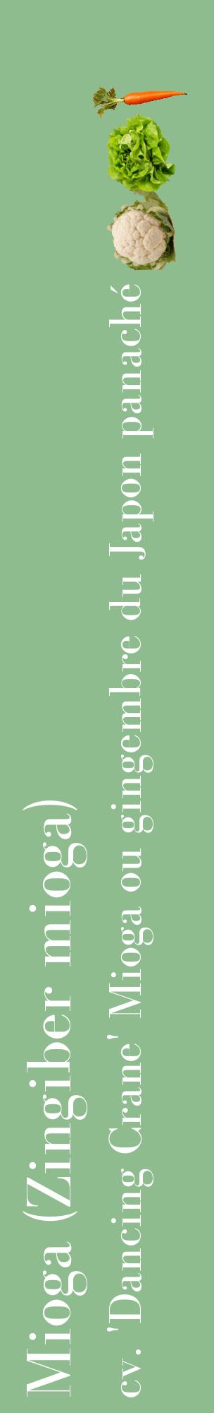 Étiquette de : Zingiber mioga cv. 'Dancing Crane' - format c - style blanche13_basiquebod avec comestibilité simplifiée