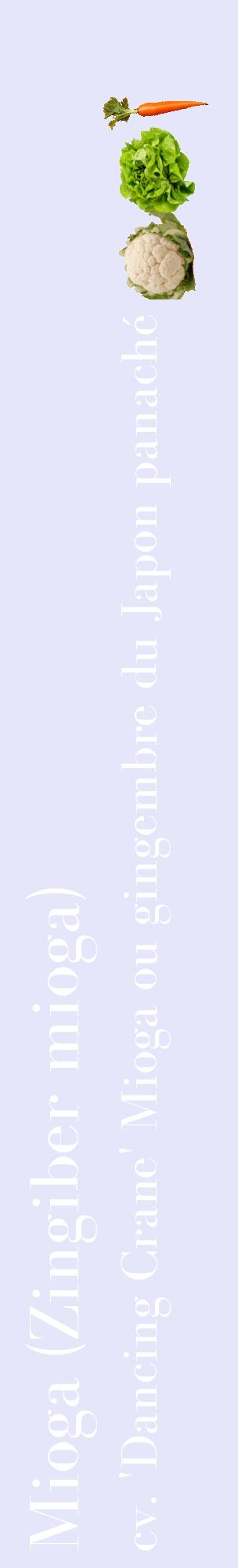 Étiquette de : Zingiber mioga cv. 'Dancing Crane' - format c - style blanche55_basiquebod avec comestibilité simplifiée