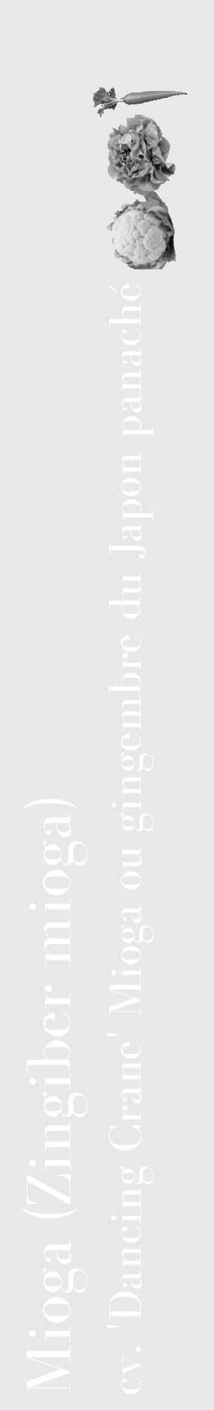 Étiquette de : Zingiber mioga cv. 'Dancing Crane' - format c - style blanche55_basique_basiquebod avec comestibilité simplifiée - position verticale