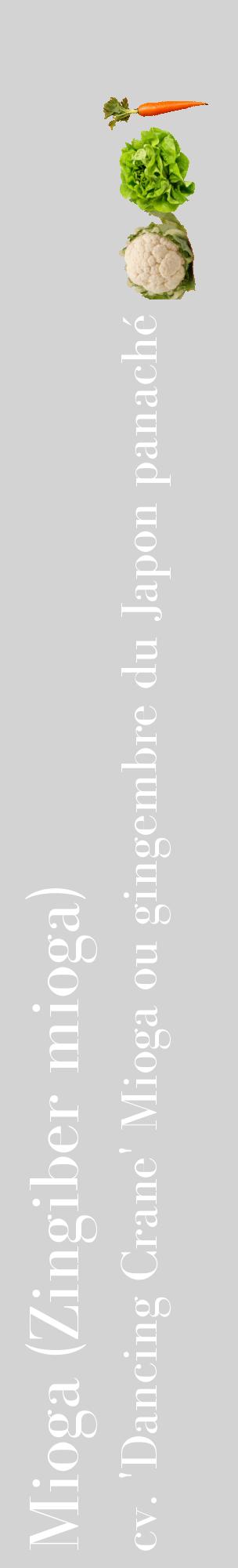 Étiquette de : Zingiber mioga cv. 'Dancing Crane' - format c - style blanche56_basiquebod avec comestibilité simplifiée