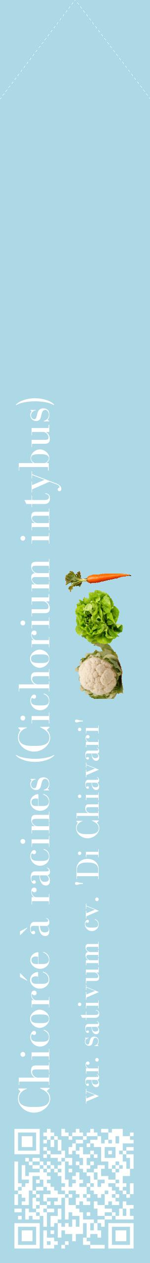 Étiquette de : Cichorium intybus var. sativum cv. 'Di Chiavari' - format c - style blanche0_simplebod avec qrcode et comestibilité simplifiée