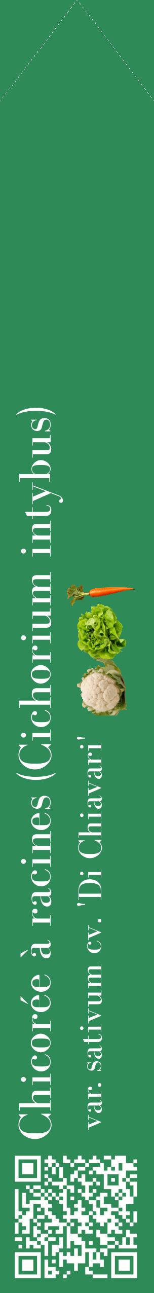 Étiquette de : Cichorium intybus var. sativum cv. 'Di Chiavari' - format c - style blanche11_simplebod avec qrcode et comestibilité simplifiée