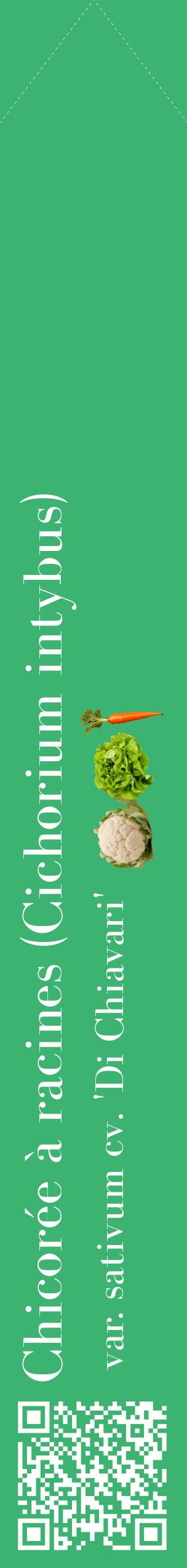 Étiquette de : Cichorium intybus var. sativum cv. 'Di Chiavari' - format c - style blanche12_simplebod avec qrcode et comestibilité simplifiée