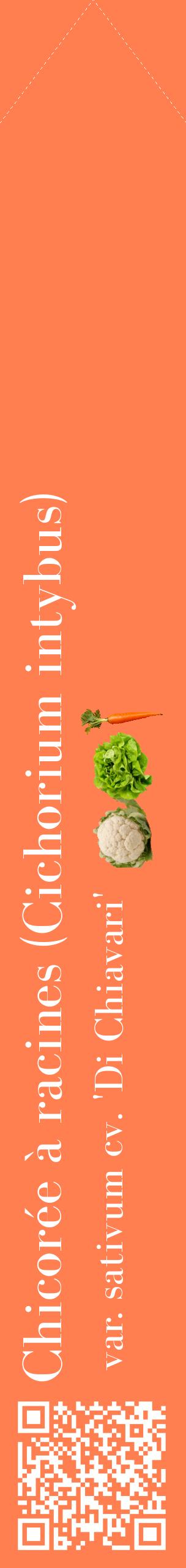 Étiquette de : Cichorium intybus var. sativum cv. 'Di Chiavari' - format c - style blanche24_simplebod avec qrcode et comestibilité simplifiée