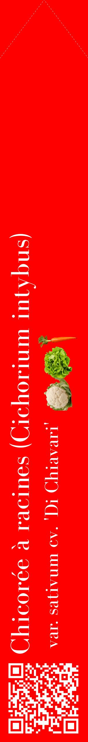 Étiquette de : Cichorium intybus var. sativum cv. 'Di Chiavari' - format c - style blanche27_simplebod avec qrcode et comestibilité simplifiée