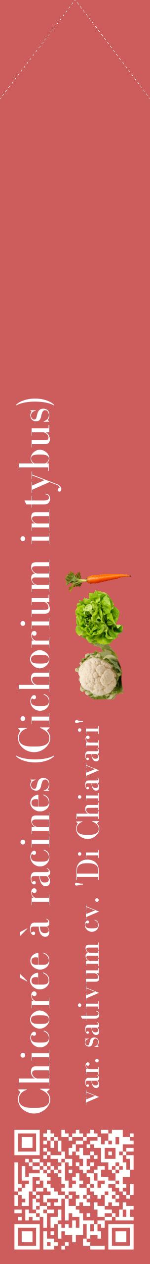 Étiquette de : Cichorium intybus var. sativum cv. 'Di Chiavari' - format c - style blanche35_simplebod avec qrcode et comestibilité simplifiée