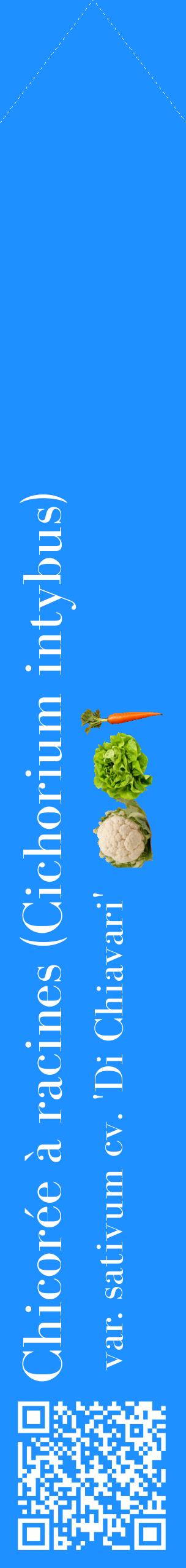 Étiquette de : Cichorium intybus var. sativum cv. 'Di Chiavari' - format c - style blanche3_simplebod avec qrcode et comestibilité simplifiée