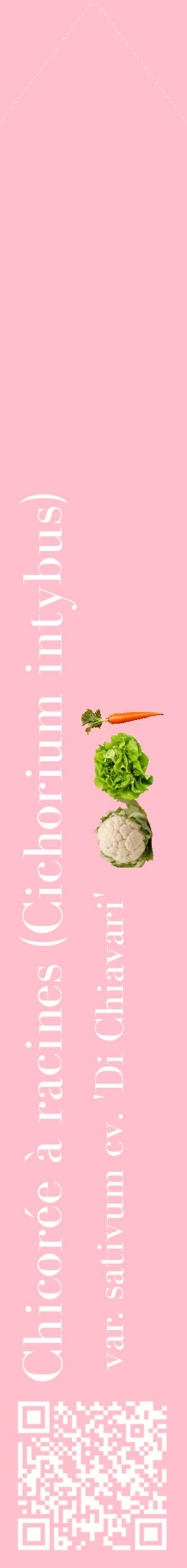 Étiquette de : Cichorium intybus var. sativum cv. 'Di Chiavari' - format c - style blanche40_simplebod avec qrcode et comestibilité simplifiée