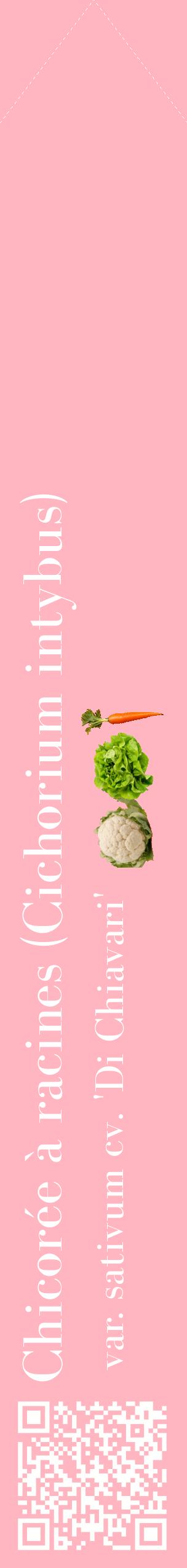 Étiquette de : Cichorium intybus var. sativum cv. 'Di Chiavari' - format c - style blanche41_simplebod avec qrcode et comestibilité simplifiée