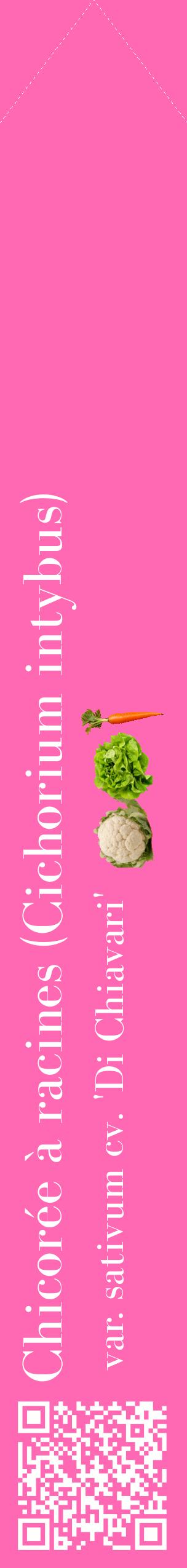 Étiquette de : Cichorium intybus var. sativum cv. 'Di Chiavari' - format c - style blanche42_simplebod avec qrcode et comestibilité simplifiée