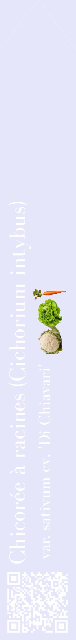 Étiquette de : Cichorium intybus var. sativum cv. 'Di Chiavari' - format c - style blanche55_simplebod avec qrcode et comestibilité simplifiée